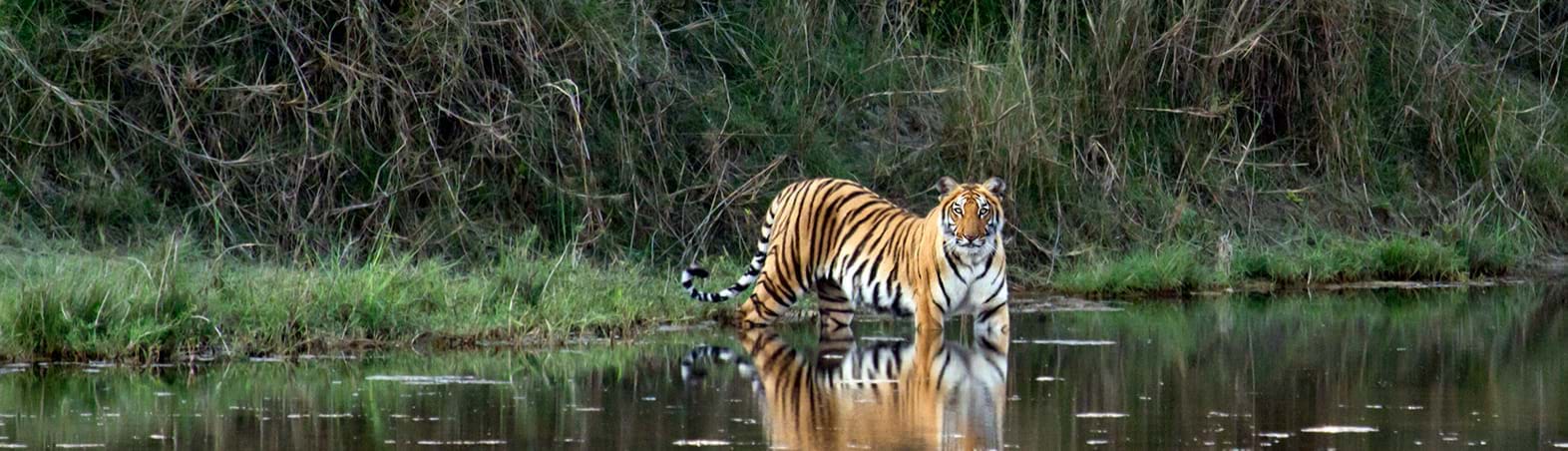3 Reasons that Will take you Closer to Nature at Sultanpur National Park